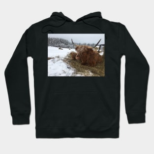 Scottish Highland Cattle Cow and Calf 1702 Hoodie